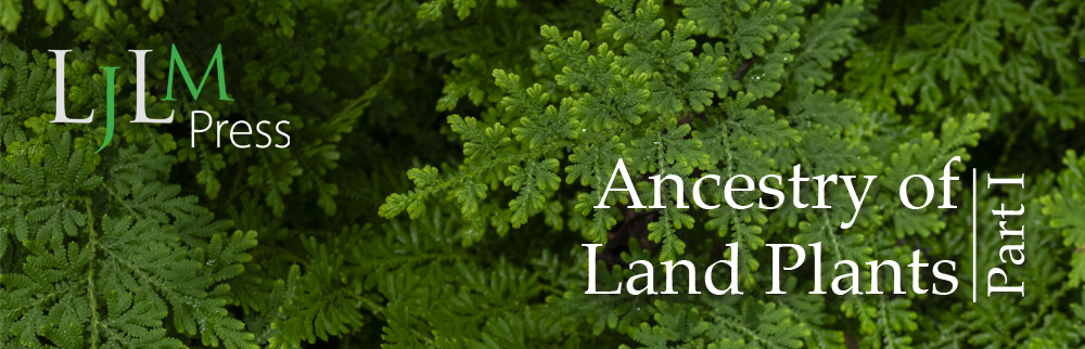 Ancestry of Lant Plants with Selaginella